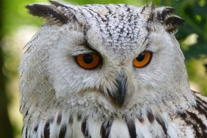 Owl 62703 640